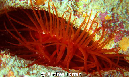 FLAME SCALOP
(LIMA SCABRA) by Andres Larraz 