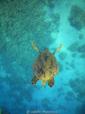 Hawksbill  turtle
, Ras Mohamed National Park by Adolfo Maciocco 