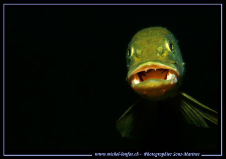 Today's after work dive... Encounter with this beautiful ... by Michel Lonfat 