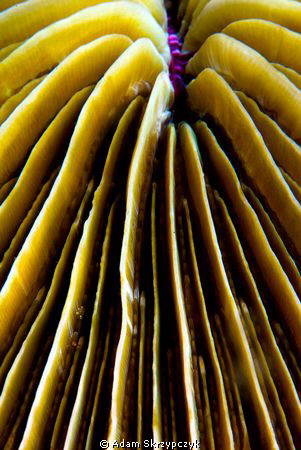 Bit of an abstract by Adam Skrzypczyk 