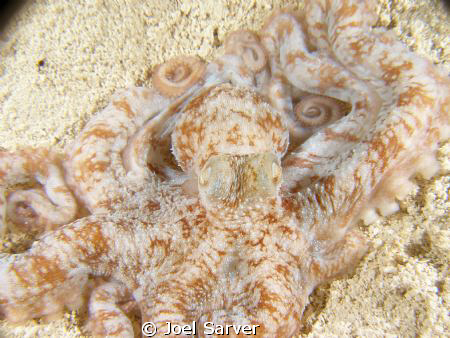 OCTOPUS by Joel Sarver 