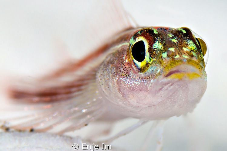 triplefin closeup / Canon 450D + 100mm Macro + Kenko 2x T... by Enje Im 