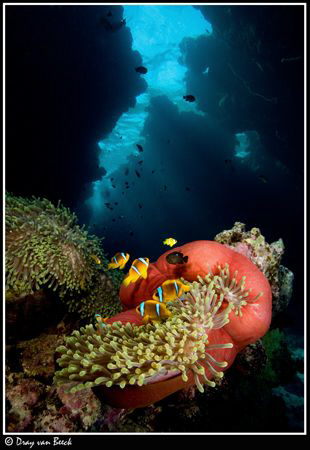 Red Anemone. by Dray Van Beeck 