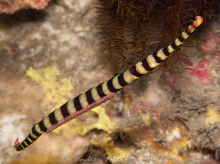 Pipe fish and eggs....Minado Indonesia by Andrew Macleod 