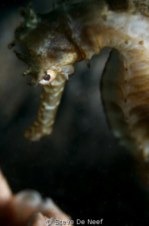 no crop, D300, 60mm, single strobe. by Steve De Neef 