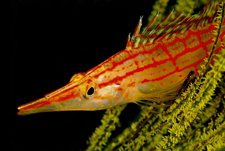 Longnose hawk Fish perched in a coral tree by Charles Wright 