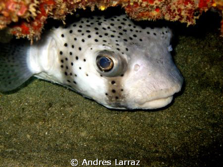GOGLE EYES... by Andres Larraz 