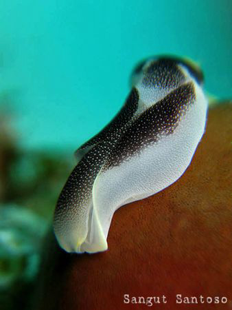 "Slide down"
Canon G7 by Sangut Santoso 