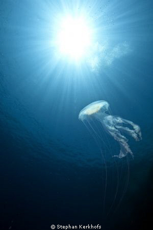 luminescent jellyfish taken at anemone city. by Stephan Kerkhofs 