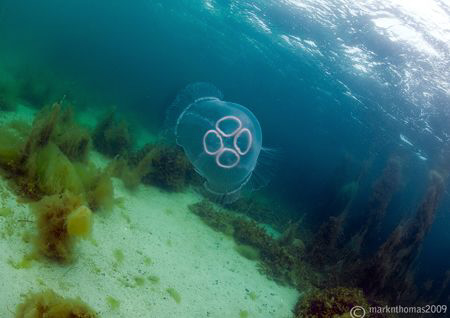 Moon jellyfish in Streamstown Bay, Connemara.
D3, 16mm. by Mark Thomas 