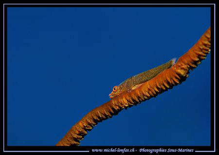 A small Gobie on a Wip Coral in the blue Water of the Red... by Michel Lonfat 