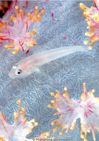 Tiny goby.
Moal Boal , Cebù . Nikon D200, 105 micro, twi... by Marchione Giacomo 