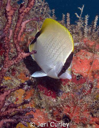 Butterflyfish on a wreck off of Miami, Florida.  Taken wi... by Jeri Curley 