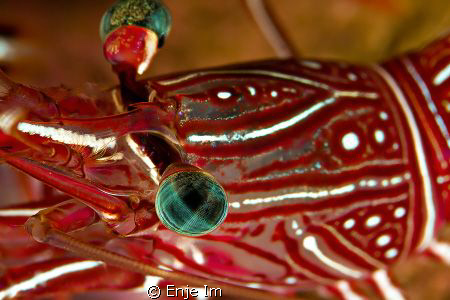 Durban Hinge-beak Shrimp - Canon 450D, 100mm + 2x TC, Sup... by Enje Im 