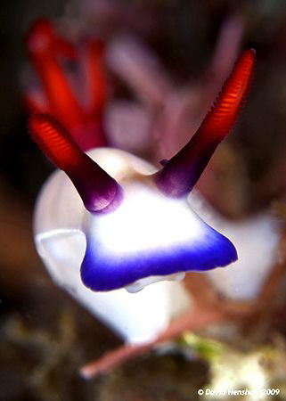Portrait study of Nudibranch (Hypselodoris bullockii) Tak... by David Henshaw 