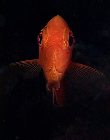 Squirrelfish, Tulamben by Doug Anderson 