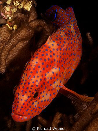 Jewel Grouper (Cephalopholis miniata) on the USAT Liberty... by Richard Witmer 