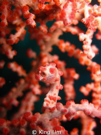 canon ixus 750 by King Lim 