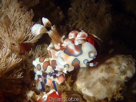 Harlequin Shrimp by Dylan Kotze 