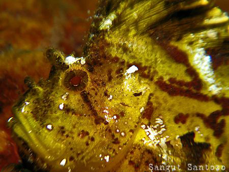 "Hope"
Canon G7 by Sangut Santoso 
