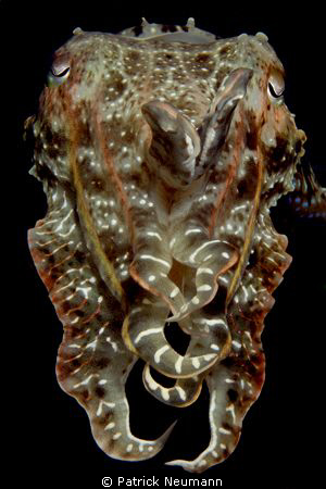 cuttlefish in papua taken with Canon 400D/Hugyfot by Patrick Neumann 
