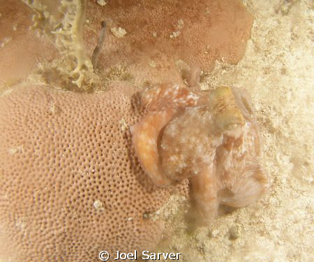 OCTOPUS ON A NIGHT DIVE by Joel Sarver 