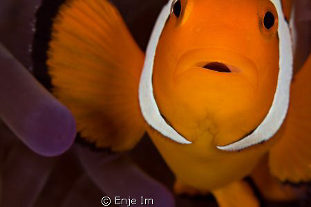 clownfish closeup - 100mm macro lens + 2x tc by Enje Im 