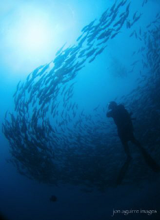 Twin Rocks School of Jacks at Anilao, Batangas. by Jon Aguirre 
