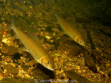 Fish  in the creek... by Veronika Matějková 