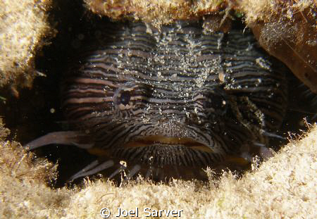 SPLENDID TOADFISH by Joel Sarver 