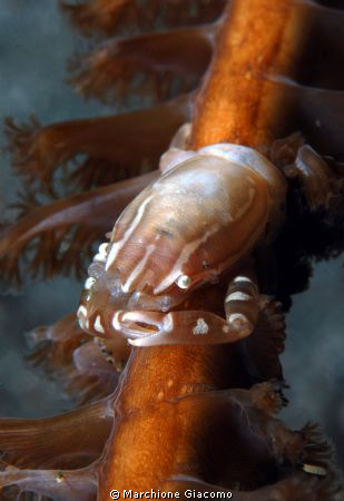 Tiny crab om Pennatula
Nikon D200, 105 micro, twin strob... by Marchione Giacomo 