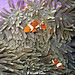 Clownfish by Wijnand Plekker 