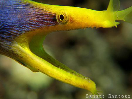 "Big mouth"
Canon G7 by Sangut Santoso 