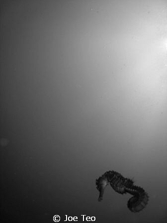 Swimming Seahorse, Under the Sun. Taken in Redang with Ca... by Joe Teo 