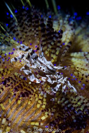 Zebra Crab on fire urchin by Jane Morgan 