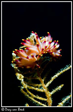 Flabellina (nudibranch) disguising as a flower... by Dray Van Beeck 