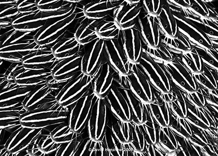 Landscape study of a shoal of feeding Catfish. Taken with... by David Henshaw 
