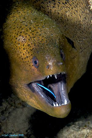 "Who's Hungry Now?" Cleaner wrasse trusting his host. by Debi Henshaw 
