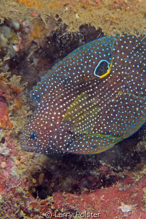 "Comet" this rarely seen fish is unique with the white ri... by Larry Polster 