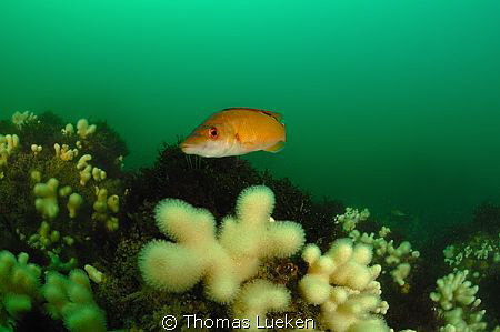 found in Cornwall, D200 by Thomas Lueken 