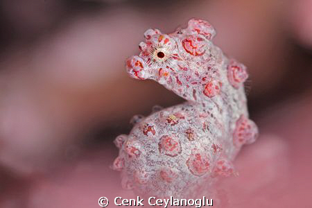 Bargibanti portrait 
105mm/ no diopter. by Cenk Ceylanoglu 