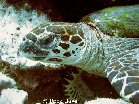 Eyes... Eyes... Baby! by Rocz Llave 