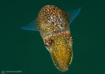 Little Cuttle.
Aughrusmore Pier, Connemara.
D3 105mm. by Mark Thomas 