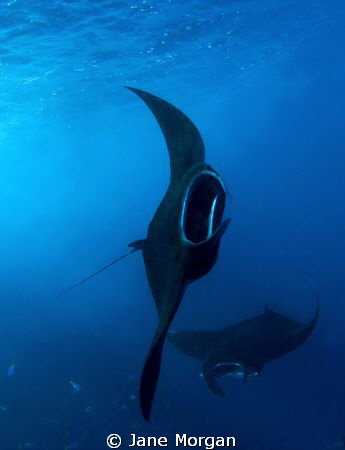 Mantas feeding in Manta Alley by Jane Morgan 