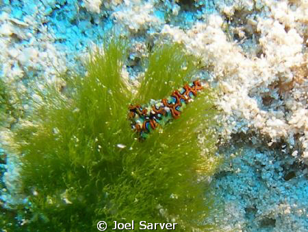 Painted Elysia-Cozumel by Joel Sarver 