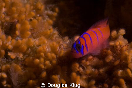 Skittles. A shy blue-banded goby on the reef at Anacapa I... by Douglas Klug 