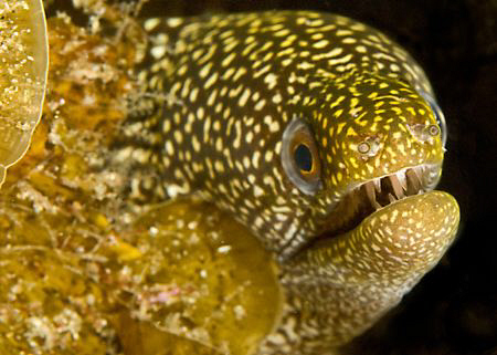 Small moray peeping out of his hole. by Charles Wright 