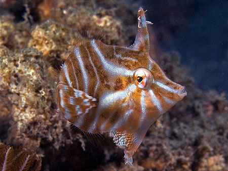 Radial Leatherjacket, East Timor by Doug Anderson 