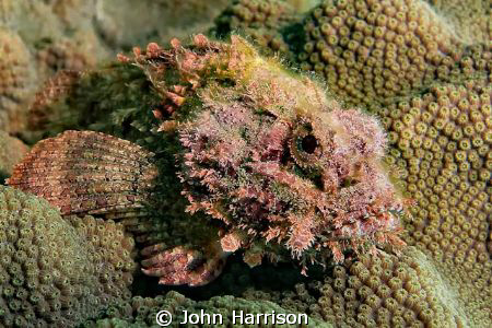 Scorpion Fish by John Harrison 