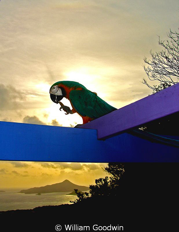 The wild macaws of Carriacou - this is one of the three -... by William Goodwin 
